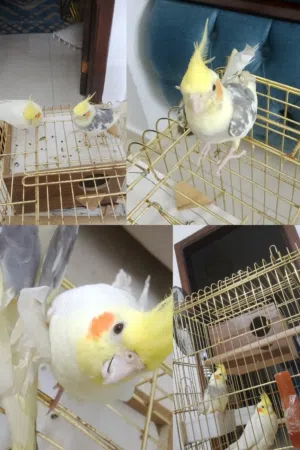 جوز طيور الكوكتيل للبيع