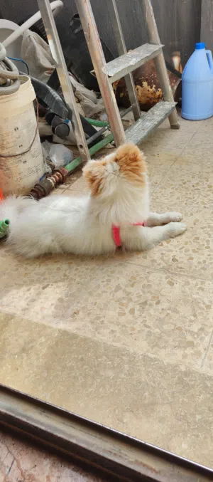 كلب موبرينيان ذكر عمره خمس شهور ومعه دفتره