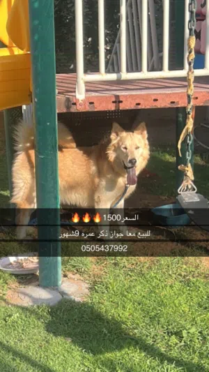 كلب وايت شيبرد امه هاسكي