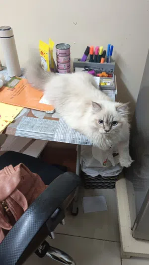 Persian Cats urgent Himalayan breed