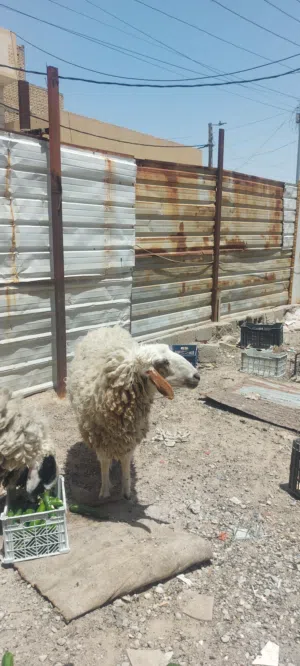 نعجه هرفيه بعدها بكر ارباية بيت