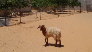 خروف وطني الله يبارك عمره ف7شهور سليم مشالله..