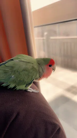 handtame lovebird/ طائر حب أليف للبيع