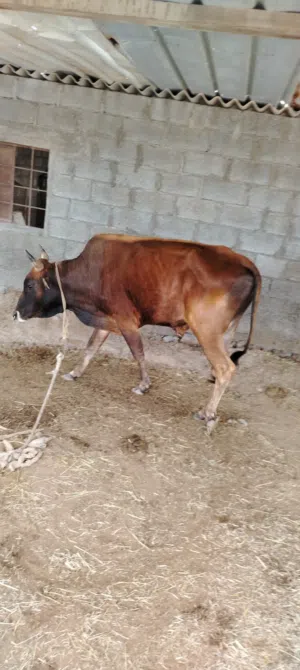 ثور للبيع عماني قابل للتفاوض