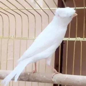 مطلوب مخاليف كنار لون احمر او ابيض