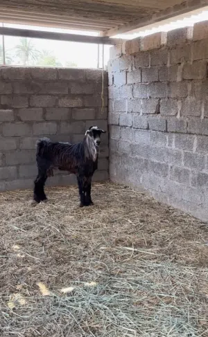 تيس حلال عارضي