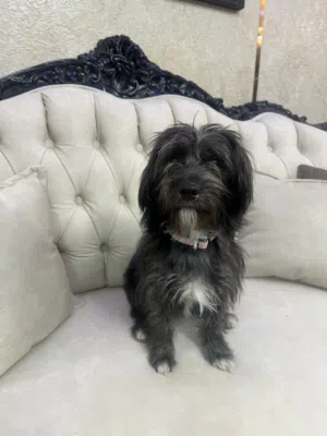 كلب مالتيزا انثى اليف