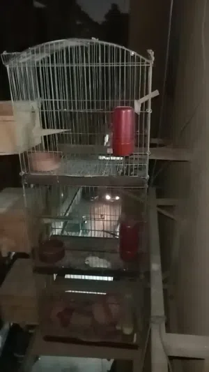 سلاكت عصافير استرالي