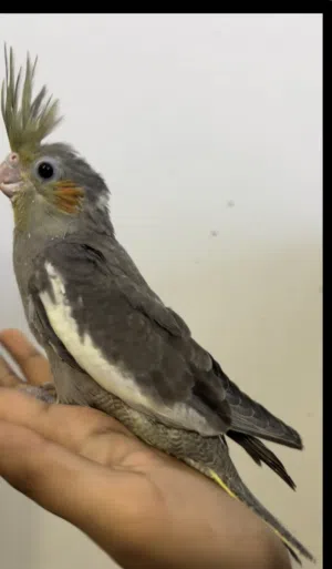 Handfeeding cockteil chicks