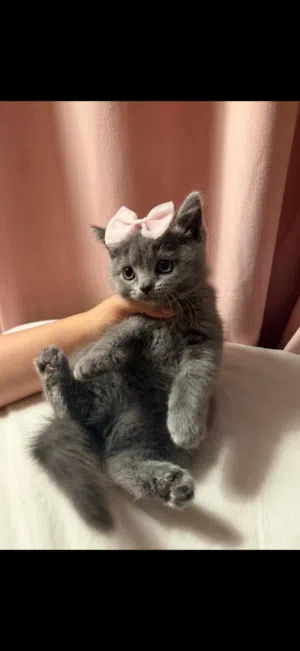 British short hair kitten
