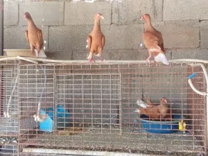 حمام للبيع اقرا الوصف