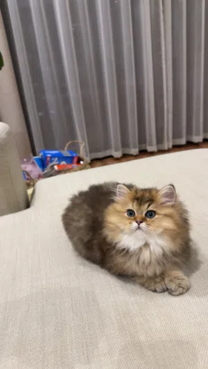 بيور سكوتش ستريت لونق هير