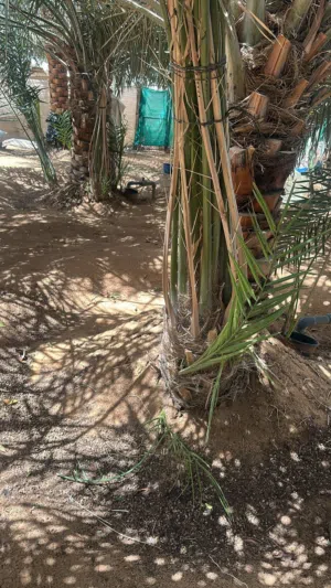 فسائل نخيل متنوعة للبيع 200 درهم