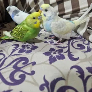 Krishna 