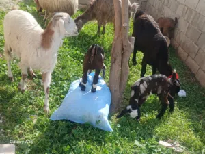 معز للبيع مواليد وراهن جدين وسخله