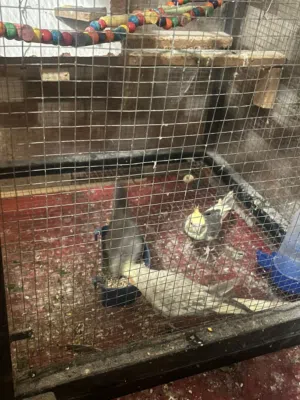 عصافير جوز كوكتيل