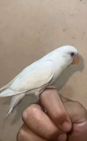 لافبيرد البينو اليف مافيه عض يصلح للاطفال