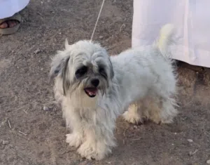 Dog Give me your price