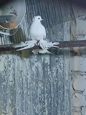 حمام شقلاب هزاز