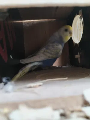 زوج طيور حب رينبو وياهن ابنهن للبيع ( اقرا_الوصف )