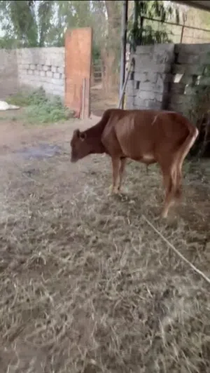 للبيع ثور عماني