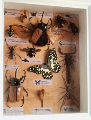 Mummified insects the art of the Creator حشرات محنطه