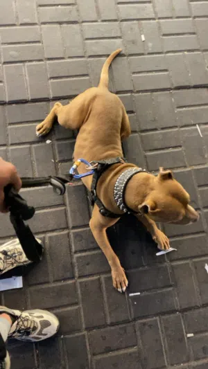 بتبول رد نوز حجم قصير