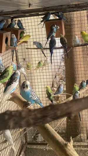 طيور بادجي بالجمله للبيع