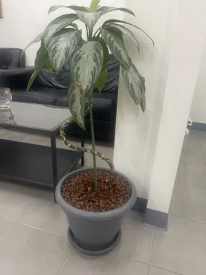 مشاركة سكن