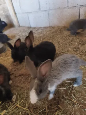 ارانب للبيع العمر شهر و نص