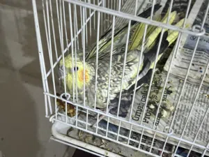 طير كوكتيل مجاني ليس للبيع اقرأ الوصف