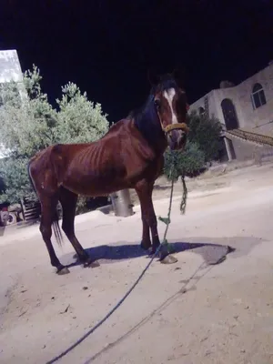 ‏خيل‏4