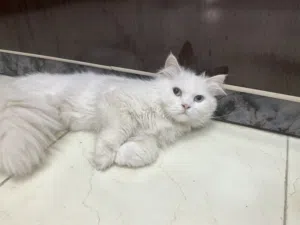Iran cat Original (10) months