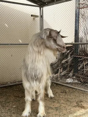 للبيع جدي اقرأ الوصف