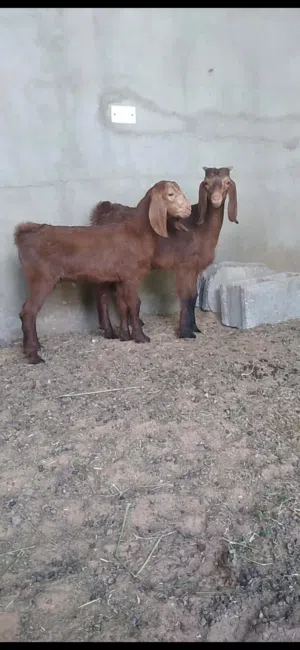 2 جديان للبيع