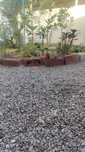 قطة جميله كيوت وصغيره