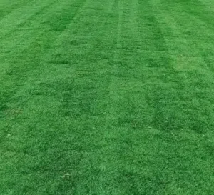 نجيل طبيعي امريكي مقصوص على 5cm للبيع