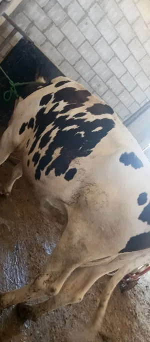 بقره بطن ثاني لحم