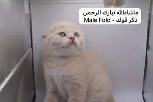 ‏سكوتش فولد‏3