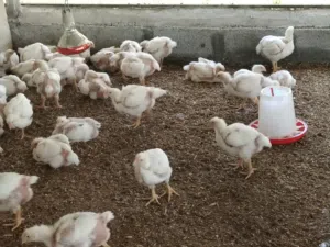 دحاج ابيض للبيع