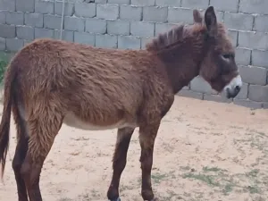 حمار دكر للبيع اكرمكم الله