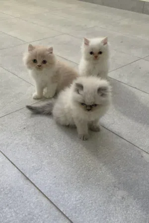 همالايا شيرازي