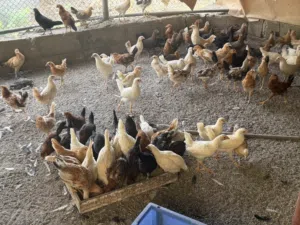 للبيع دجاج عماني بصحه جيده عمر 3 شهور مع الذبح