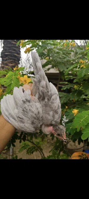 متاح 3 تك رصاصي ابو ركيبه 2 امهات وحده فروجه شلع شلع. التك ب 35 قفله بدون عمله مابيهن مجال شلع