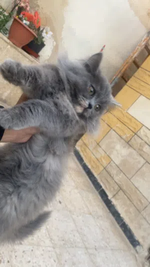 قطه للبيع مع أغراضها كامل