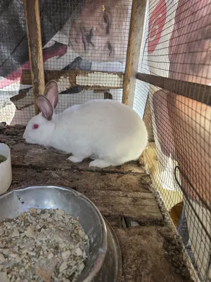 Rabbits3