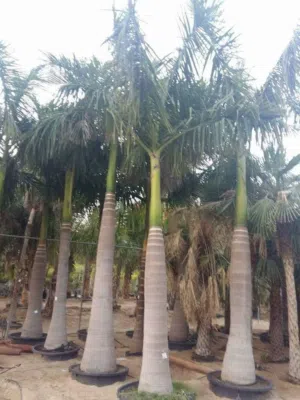 Royal Palm _ النخلة الملكية 1m – Free Delivery & Plantation Dubai