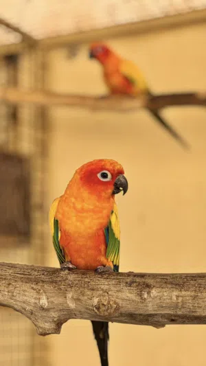 صن كنيور ذكر