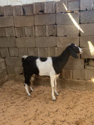 عنز ربي يبارك