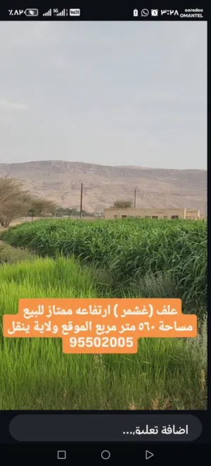 علف غشمر للبيع